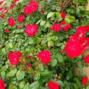 Bed & Breakfast La Maison Des Roses, Chadrac